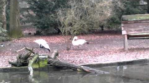 Trompeterschwan_(Cygnus_buccinator)_im_Zoo_Augsburg