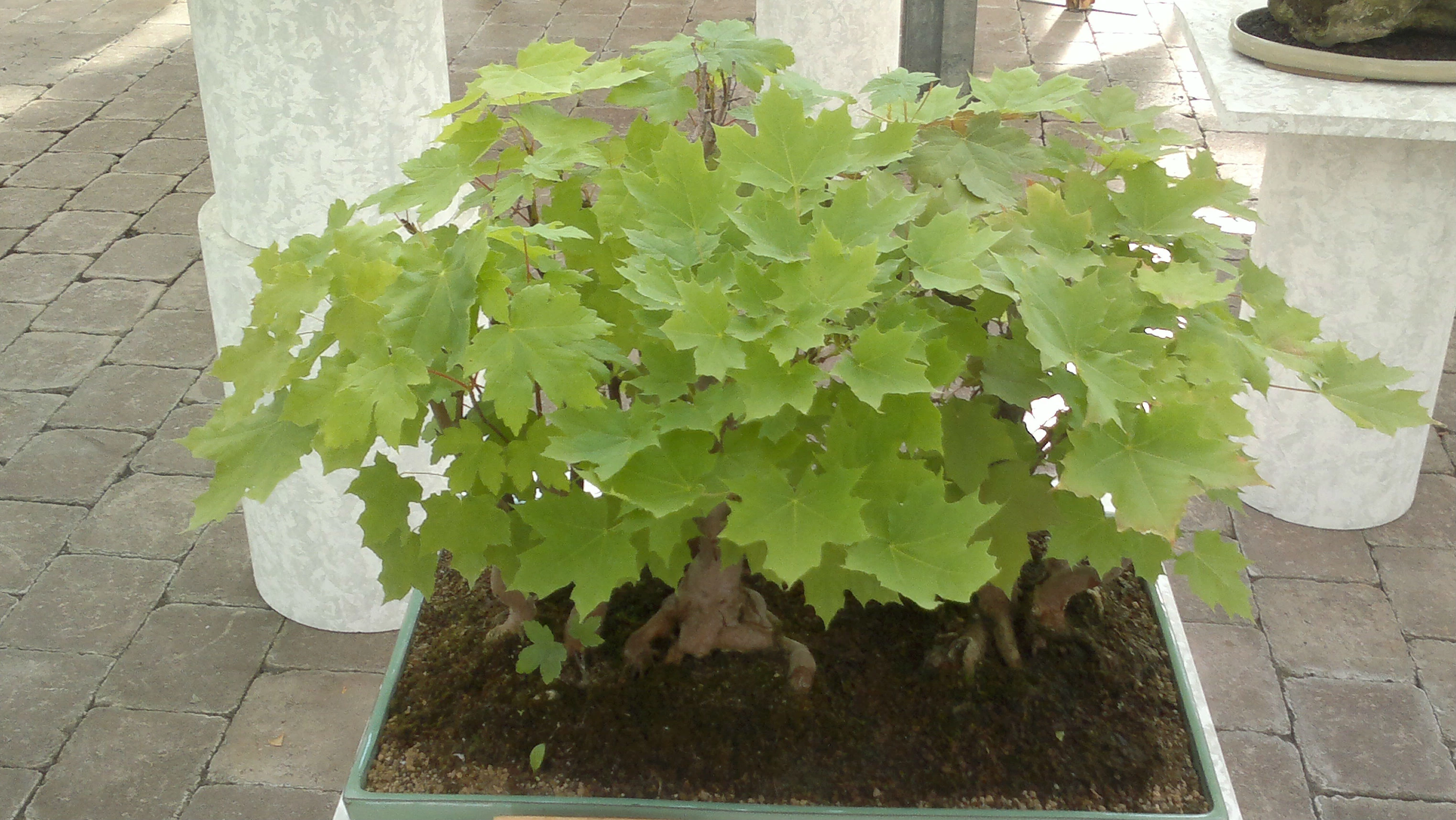 Spitzahorn (Acer platanoides) Bonsai  im Botanischen Garten Augsburg  22.  Juni 2013 | NatureWatch Wiki | Fandom