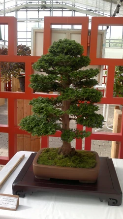 Hinoki-Scheinzypresse (Chamaecyparis obtusa) Bonsai - im Botanischen Garten  Augsburg - 22. Juni 2013 | NatureWatch Wiki | Fandom