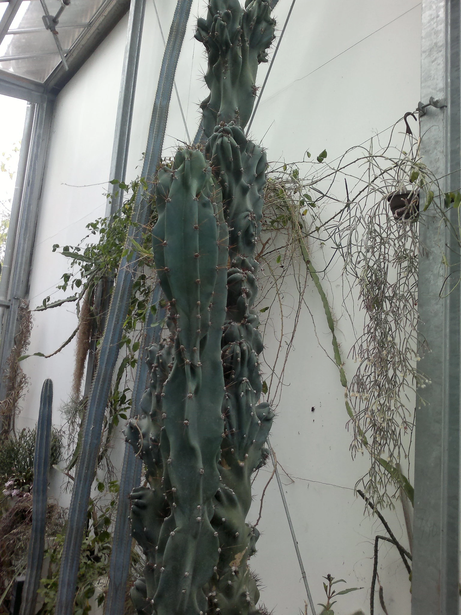 kaktus blau Pilosocereus Blue Columnar 2.5-4