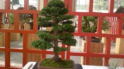 Hinoki-Scheinzypresse (Chamaecyparis obtusa) Bonsai - im Botanischen Garten  Augsburg - 22. Juni 2013 | NatureWatch Wiki | Fandom