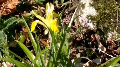 Geweih-Iris_(Iris_bucharica)_im_Botanischen_Garten_Augsburg