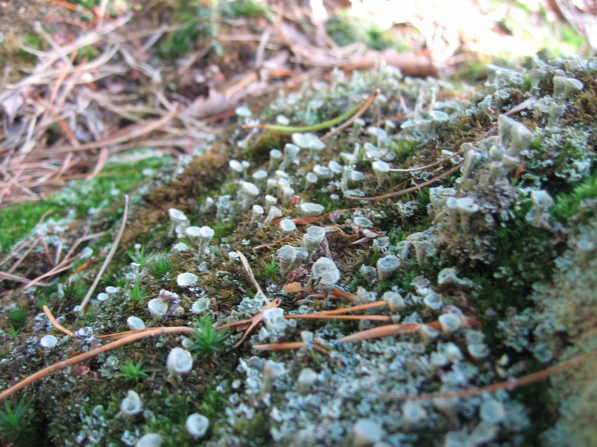 Cladonia chlorophaea 31. Juli 2010 NatureWatch Wiki Fandom
