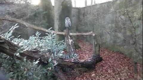 Bartkauz_(Strix_nebulosa)_im_Zoo_Augsburg