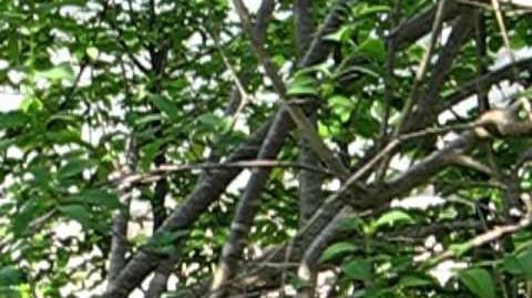 Chinesischer Flieder (Syringa x chinensis) im Botanischen Garten in Augsburg