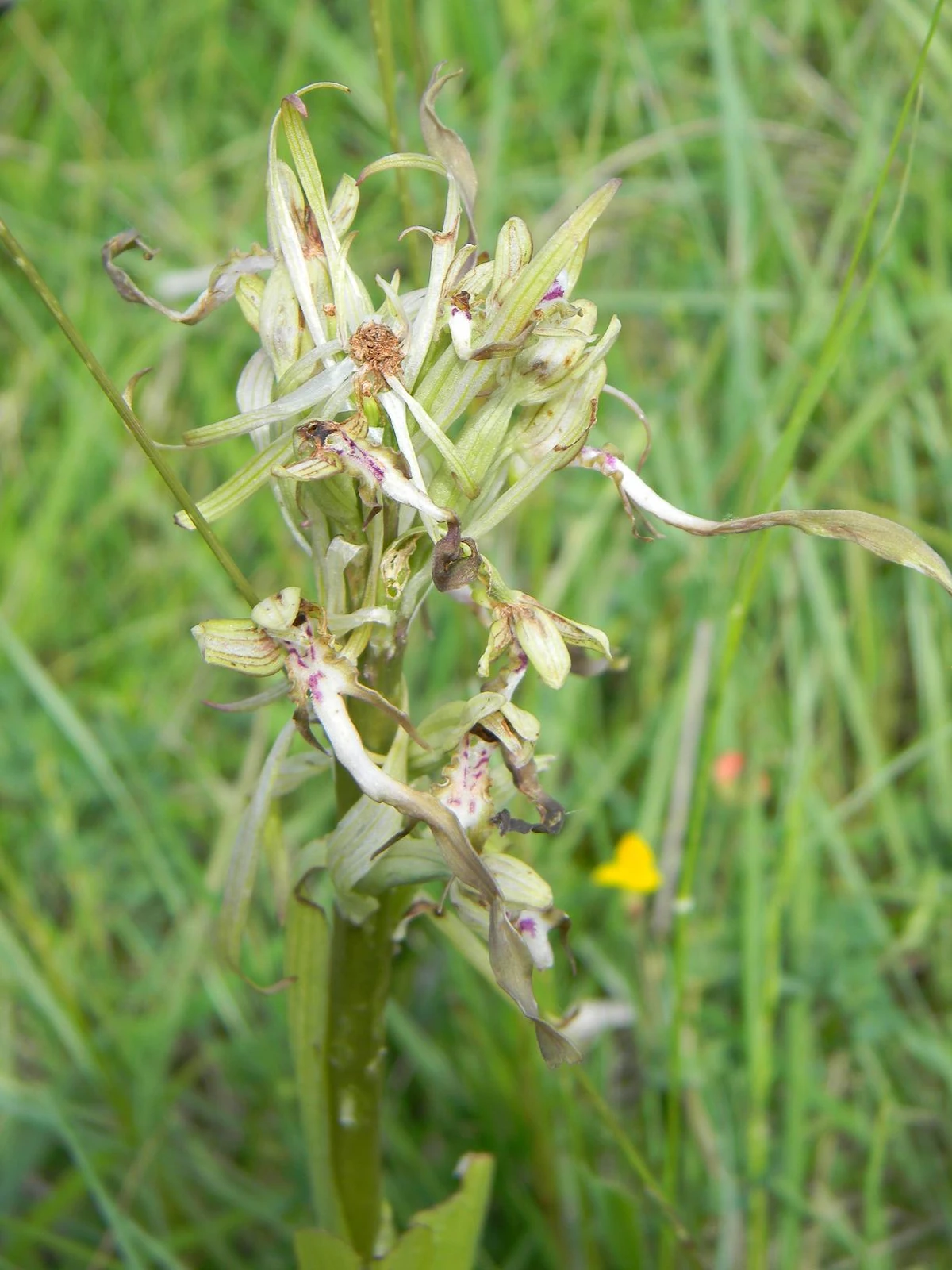 Grünstadter Berg GEOTag der Artenvielfalt 2010 NatureWatch Wiki