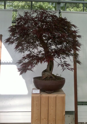 bonsai scissors $35000 Bonsai Scissors Large – Maplestone Ornamentals