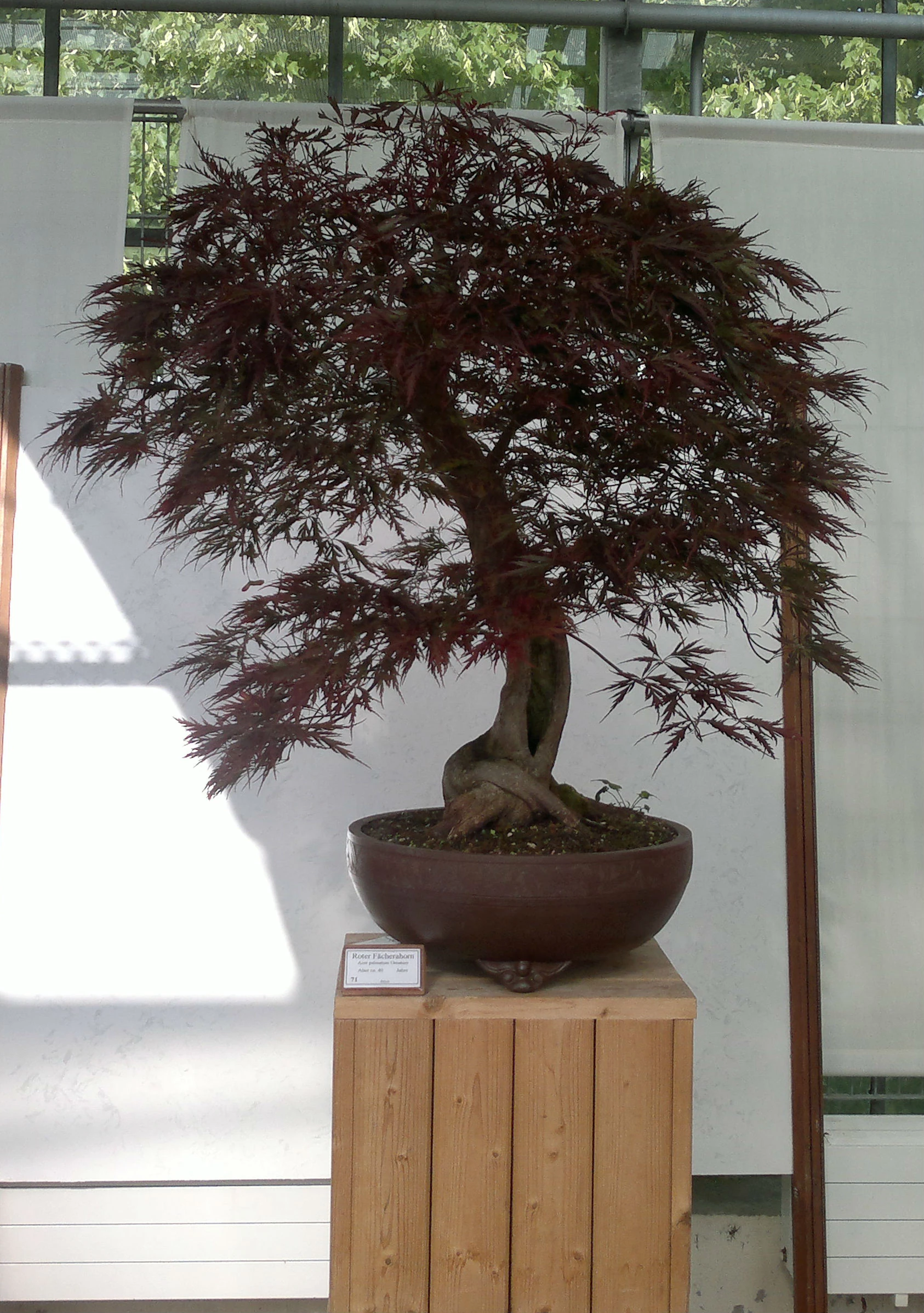 Roter Fcherahorn (Acer palmatum ornatum) Bonsai  im Botanischen Garten  Augsburg  22. Juni 2013 | NatureWatch Wiki | Fandom