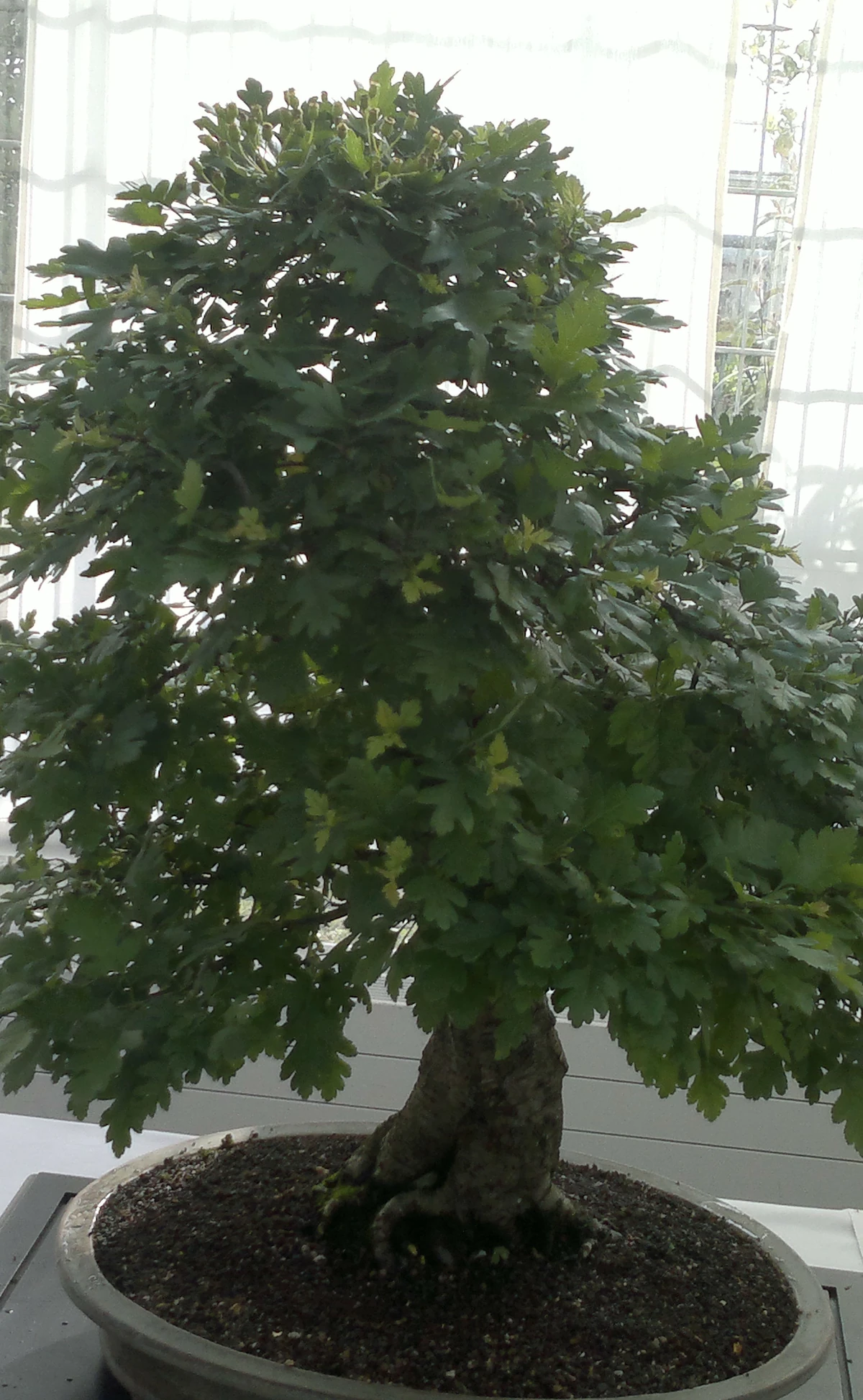 Eingriffelige Weidorn (Crataegus monogyna) Bonsai  im Botanischen Garten  Augsburg  22. Juni 2013 | NatureWatch Wiki | Fandom