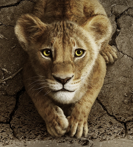 Cub