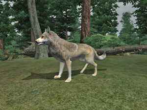 Rabid Wolf