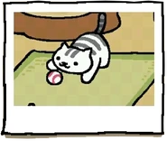 Mack playing with the Baseball.