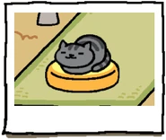 Album Misty.png (26 KB) Misty on Cushion (Yellow).