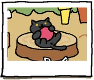 Smokey playing with the Rubber Ball (Red).