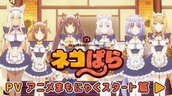 Nekopara Anime Nekopara Wiki Fandom