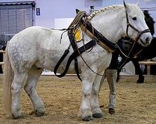 250px-Percheron 3 stehend rechts