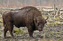 240px-Bison bonasus (Linnaeus 1758)