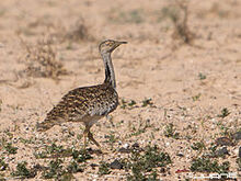 Hubara Canaria, Chlamydotis undulata fuertaventurae (4849452053)