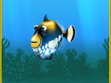 Clown Triggerfish