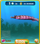 Pink Trumpetfish