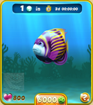 Violet Emperor Angelfish