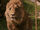 Aslan