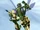 Waspinator