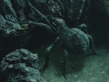 Shelob
