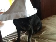 I made my dog a paper hat..