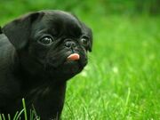 Pug