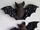 Bat Plushie Sewing Pattern (Jo Carter)