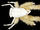 Crab Plushie Sewing Pattern (Kristen McQuillin)