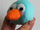 Blue Angry Bird Plushie Sewing Pattern (Obsessively Stitching)