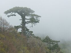 - 900yr old tree is a 'Loricato' or 'Bosnian Pine' (Pinus leucodermis) located in the Pollino National Park in Italy (490201719 80d8e0eb32 o)