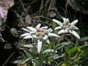 Very rare endemic mountain flower runolist (german edelweiss), photo taken on rocky slopes above lake sator (119567)