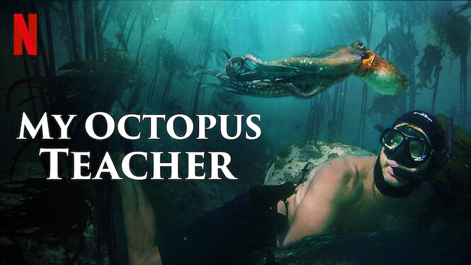 octopus teacher