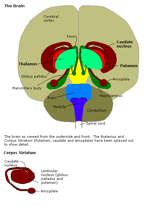 Basal ganglia | Neuroencyclopedia Wiki | Fandom