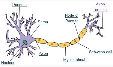 A neuron and its parts