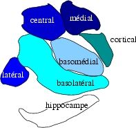 Amygdala structure.jpg