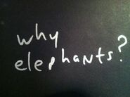 why elephants?