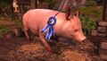 Blue Ribbon Pig.jpg