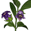 Crafting Resource Belladona.png