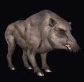 Common Young Boar