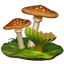 Icon Companion Myconid