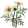 Crafting Resource Chamomile