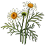 Crafting Resource Chamomile.png