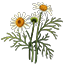 Crafting Resource Chamomile