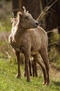 Female Rocky Mountain bighorn sheep (O. c. canadensis) in Yellowstone National Park