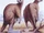 Giant Kangaroo
