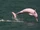 Pink Dolphin